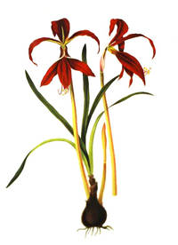 20060308013144-flor-de-lis-ilustra-o.jpg