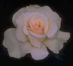 20061011224859-rosa.jpg